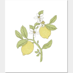 Lemons Posters and Art